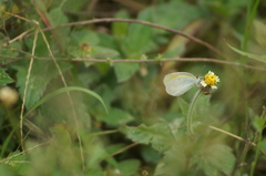 Eurema elathea