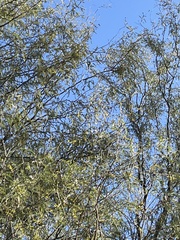 Auriparus flaviceps
