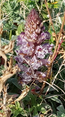 Orobanche crenata