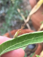 Creontiades rubrinervis