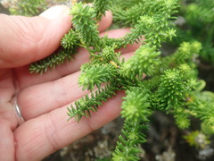 Helichrysum teretifolium