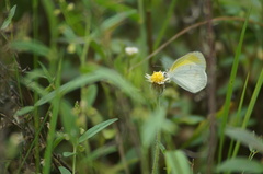 Eurema elathea