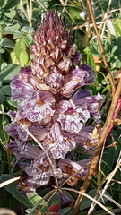 Orobanche crenata