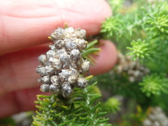 Helichrysum teretifolium