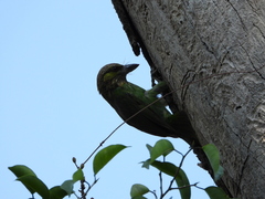 Psilopogon faiostrictus