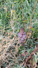 Orobanche crenata