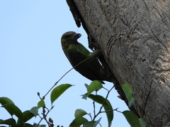 Psilopogon faiostrictus