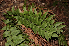 Cyrtomium fortunei clivicola