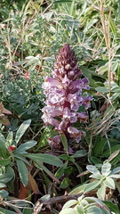 Orobanche crenata
