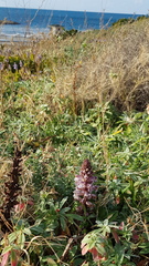 Orobanche crenata