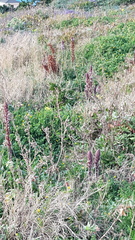 Orobanche crenata