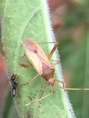 Creontiades rubrinervis