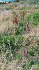 Orobanche crenata