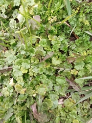 Ranunculus parviflorus