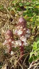 Orobanche crenata