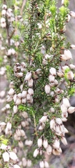 Erica pubigera