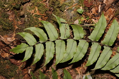 Cyrtomium fortunei clivicola
