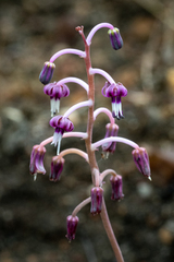 Ledebouria ovalifolia