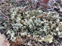 Cladonia foliacea