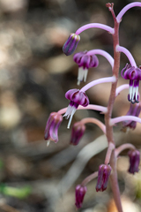 Ledebouria ovalifolia