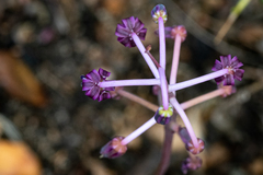 Ledebouria ovalifolia