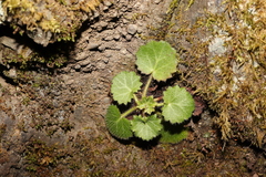 Saxifraga