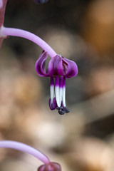 Ledebouria ovalifolia