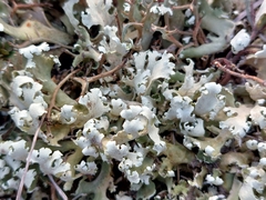 Cladonia foliacea