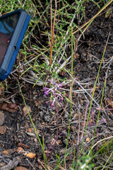 Ledebouria ovalifolia