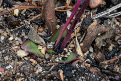 Ledebouria ovalifolia