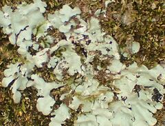 Myelochroa aurulenta