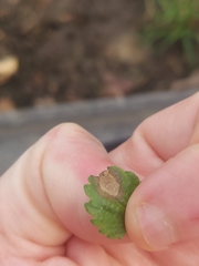 Ramularia glechomatis