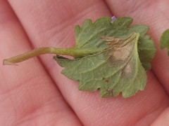 Ramularia glechomatis