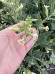 Nicotiana obtusifolia