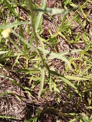 Achyrocline saturejoides