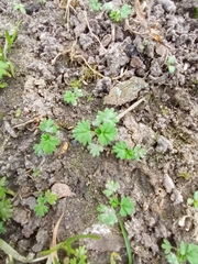 Alchemilla arvensis