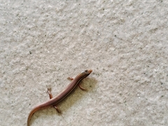 Subdoluseps bowringii