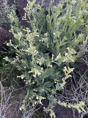 Nicotiana obtusifolia