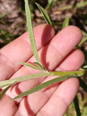 Achyrocline saturejoides