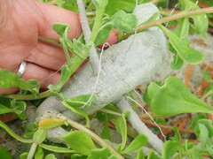 Tetragonia decumbens