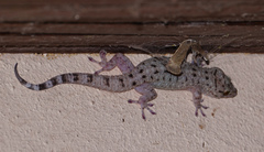 Gekko monarchus