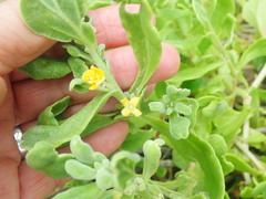 Tetragonia decumbens
