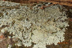 Flavoparmelia baltimorensis