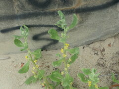 Tetragonia decumbens
