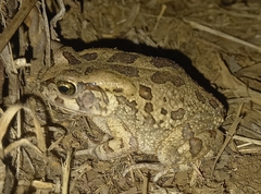 Sclerophrys garmani
