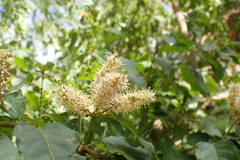 Combretum padoides