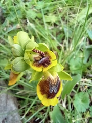 Gymnoscelis rufifasciata
