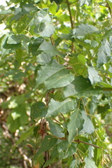 Combretum padoides