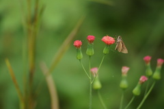 Vehilius stictomenes