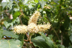 Combretum padoides